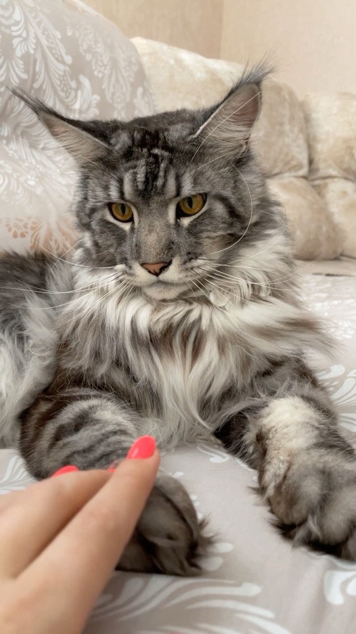 bigrussian_mama в LOOKY. . null
