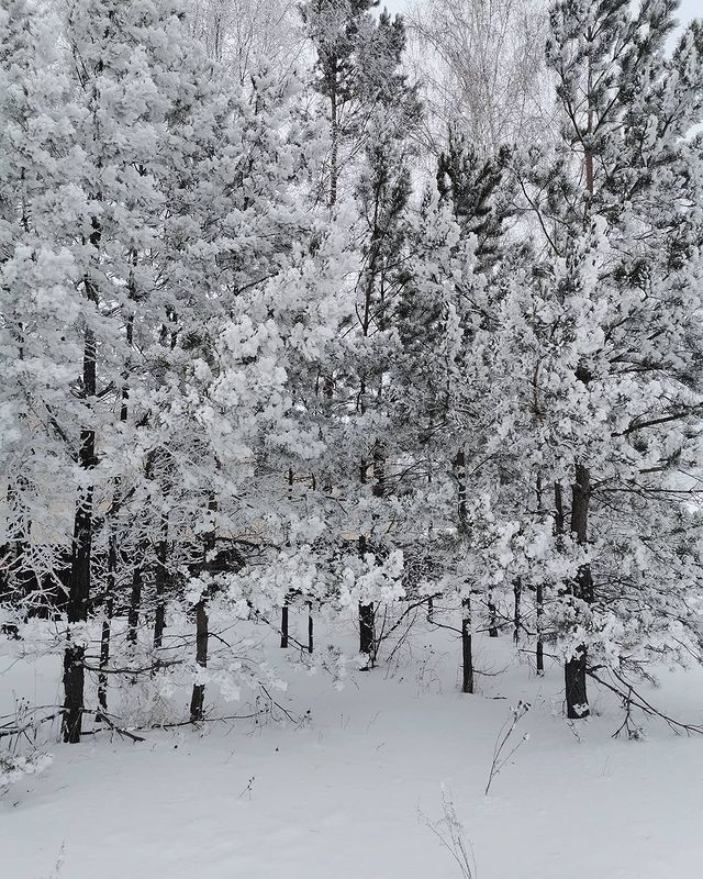 c_schwarz__ в LOOKY. . ❄️🌲🌨️