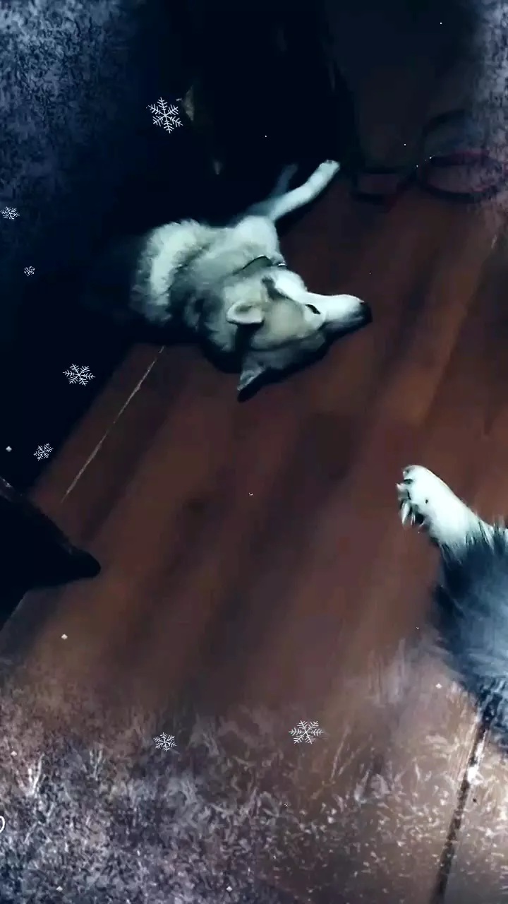 konstantin_husky_official в LOOKY. . База спит🤣#husky#Wi...