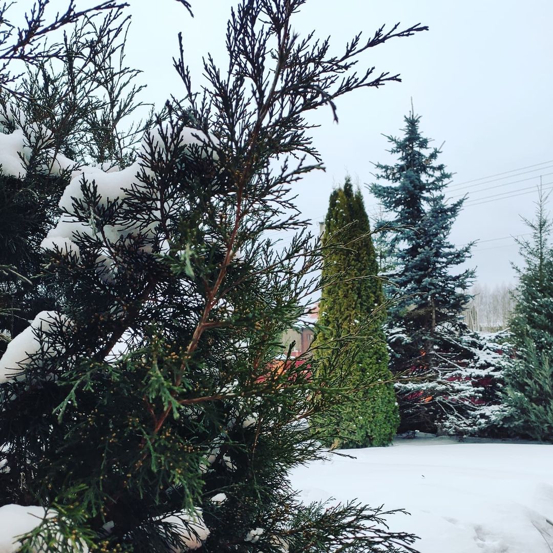 mariya_landshaft в LOOKY — Ель в саду🌲

Если вы поклонник колючих красавиц, но опасает