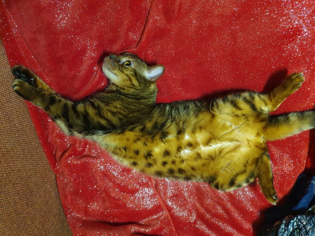 bengal_leonard19 в LOOKY — фото 3