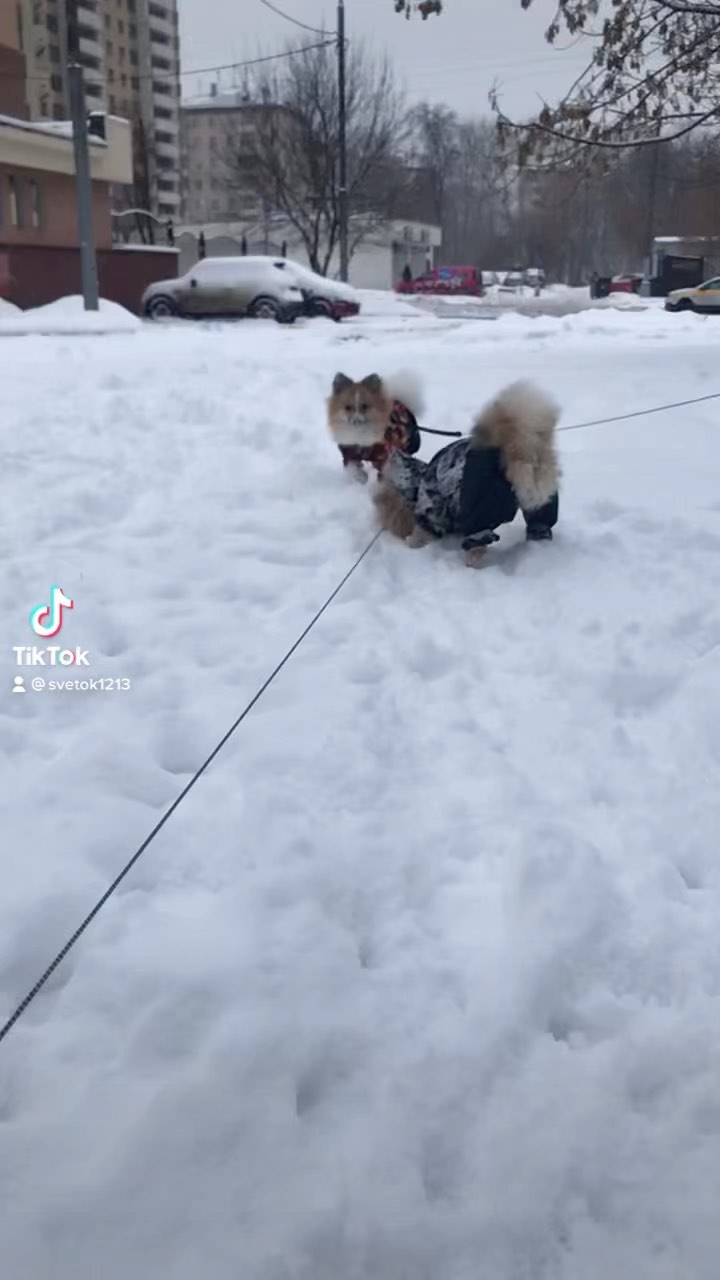 1svetok в LOOKY. . Зимняя прогулка