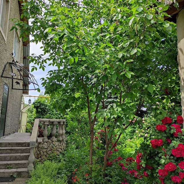 Елизавета Сергеевна в LOOKY. #bloggers,#blog,#blogpromotion,#lifestyleblog,#village,#writersblock,#instablog,#prose,#writerlife,#writersofig,#villagelife,#instawriters,#typewriter,#summer,#garden,#mycreativebiz,#wordgasm,#wordporn,#words,#writtenword. #bloggers #blog #blo...