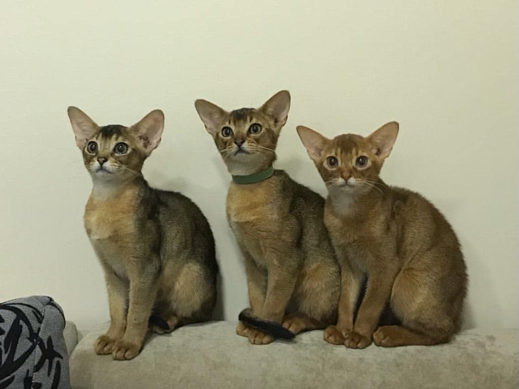 abyssinian_wildaby в LOOKY — фото 2