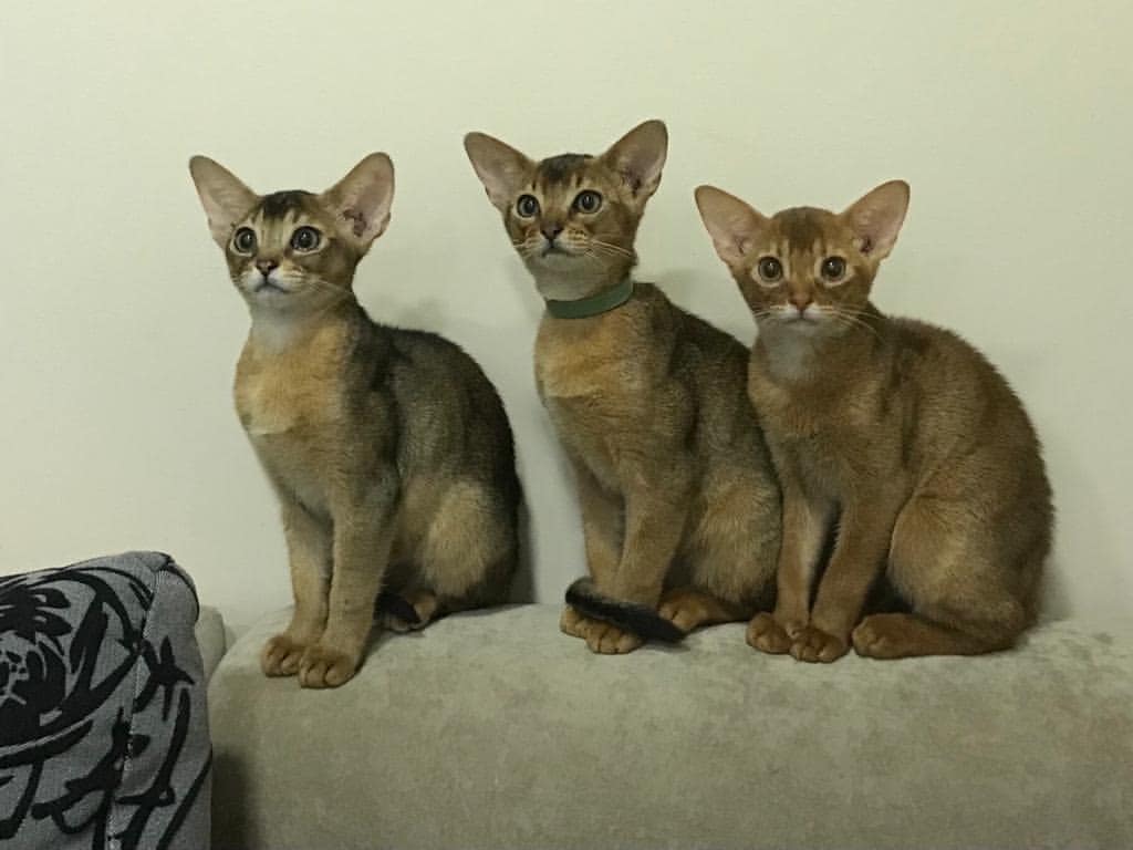 abyssinian_wildaby в LOOKY — фото 3
