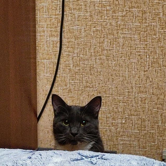 lipatovmv в LOOKY. #amazingcat,#toypet,#pet,#spb,#спб,#animal,#instacat,#ванлав,#carpetshark,#гиперактивность,#tomcat,#котенок,#кот,#мяу,#meow,#кекскот,#kexcat. Охотится. 
.
#amazin...