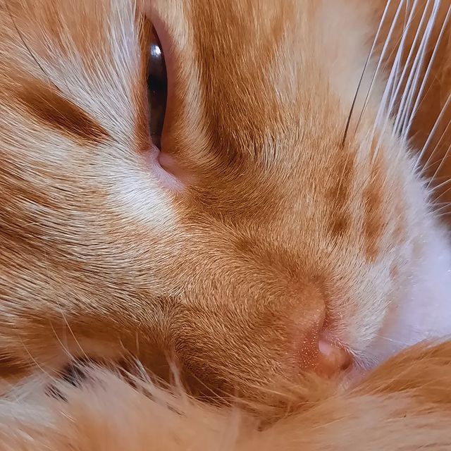 daha_na_nive в LOOKY. #котий,#котофей,#кисундрий,#котики,#любимыйкот,#пирожочек,#любитеживотных,#отдых,#сон,#леньпридумыватьхештег. Посмотрите на этого ...