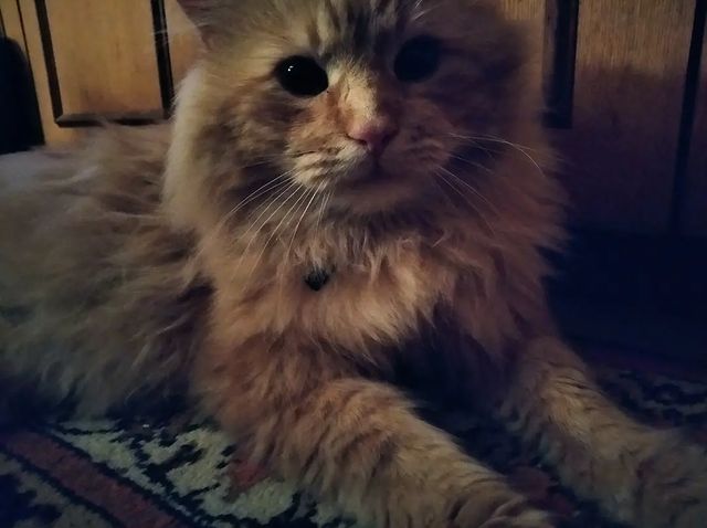 98aleksandrovna в LOOKY. . Мои Любови 🐈🤍😼