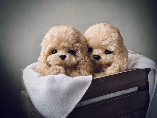 i.fee4ka в LOOKY. #щенок,#щеноктедди,#щенокмальтипу,#мальтипу,#puppy,#puppytoys,#мальтипумини,#щеноквдобрыеруки,#teddy,#teddydog,#teddydoggocutie,#teddydoglove,#cutespaniel,#maltipoopuppy,#щенокизмеха,#щенокмосква,#щенокомск,#sibteddy,#волшебство_рук_моих,#teddy_fee4ka__,#yourhandmadelux,#テディーベアミュージアム,#🐶🐾,#ダックス,#ミニチュアダックス,#わんこ,#愛犬,#ミクルナ動画,#おもちゃの子犬,#子犬. ⠀
Традиционно заверш...