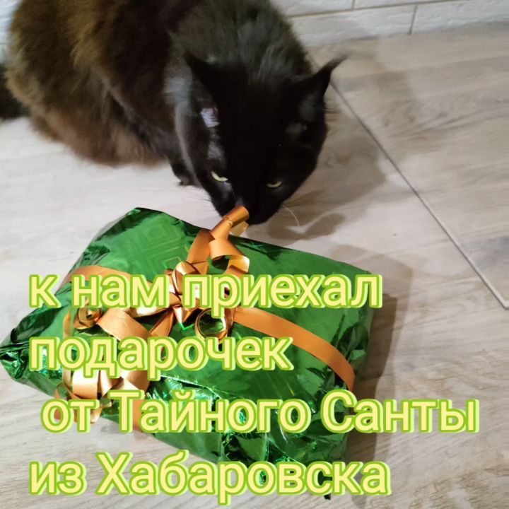 marinastsha в LOOKY. #mainecooncat,#mainecoon,#blackcatsofinstagram,#blackcat,#blackcatsclub,#котик,#кот,#котывинстаграме,#norvegianforestcat,#жизнькота,#catphoto,#catslover,#,#обожаюживотных,#безкотаижизньнета,#cat_features,#cat_of_instagram,#кошачьяжизнь,#золотойфонддрузей,#catsloversworld,#catlife,#catphoto,#lifewithcats,#sellos,#gatos,#gatosfofos,#gatosfofo. Санта продолжает дар...
