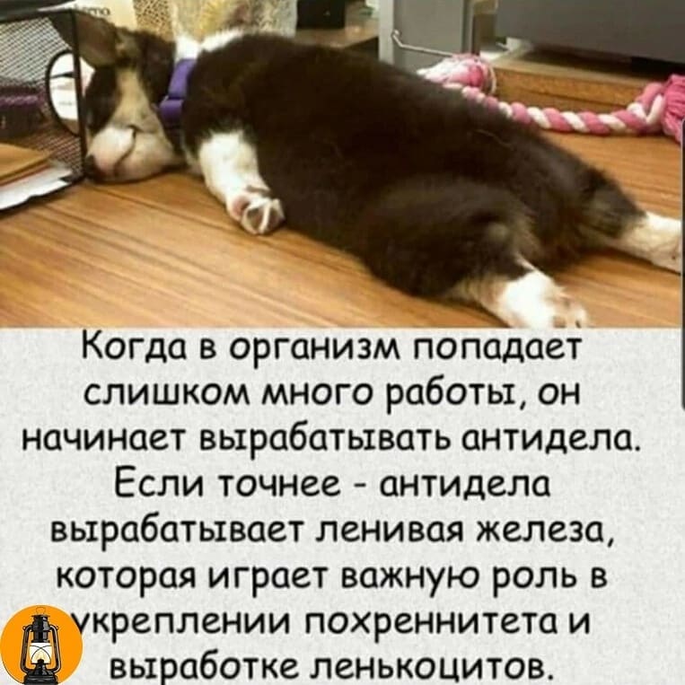 fyodor.kukushkin в LOOKY. . null