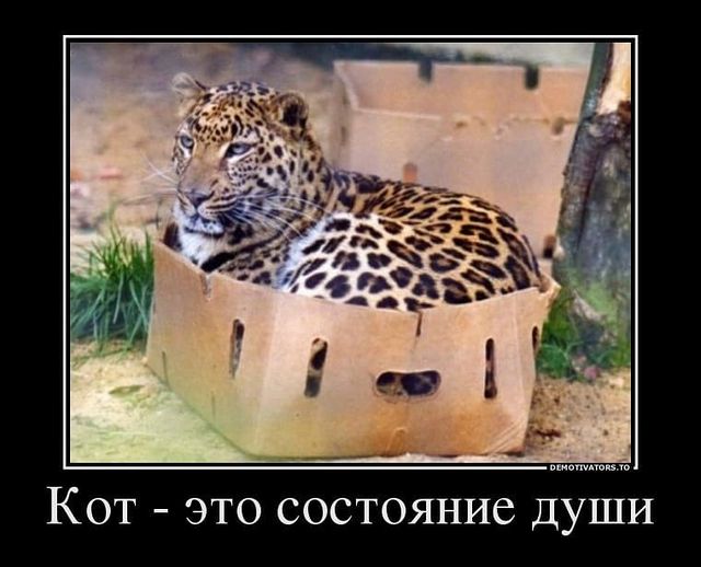 myaso_perm_taya_te9ps1k в LOOKY. #кормдляживотных,#пермь,#собака,#кошка,#приютпермь,#приютдлясобак,#гостинницадляживотных,#рубецпермь,#обрезговяжья,#говядина,#кормджпермь,#натуральныйкорм,#кормпермь,#печеньдж,#передержка,#зоотоварыпермь,#зоотовары,#собакапермь,#чемкормитьсобак,#каккормитьсобак,#едасобакам,#едаживотным,#заводчикипермь,#животныепермь,#фаршдляживотныхпермь,#натуральныйкорм,#полезныйкорм,#свежийкорм,#кормпермь. #кормдляживотных	#пе...