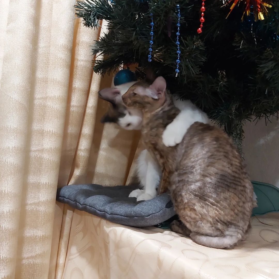 Цар