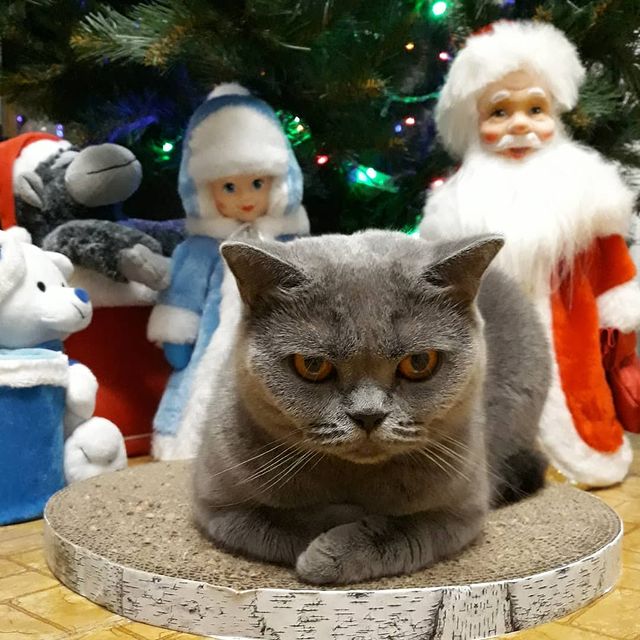 cat_musia_star_and_sima в LOOKY. #муся,#кошечка,#кошкамуся,#котыикошки,#мусенька,#котодрузья,#сновымгодом,#новыйгод2022,#поздравления,#елка,#безкотаижизньнета,#котикитакиекотики,#праздник,#фотокошек,#catmusya,#catsuit,#catphoto,#instacat,#friendscat,#newyear,#happycat,#happynewyear,#catlife. 🐯 С НОВЫМ 2022 ГОДО...