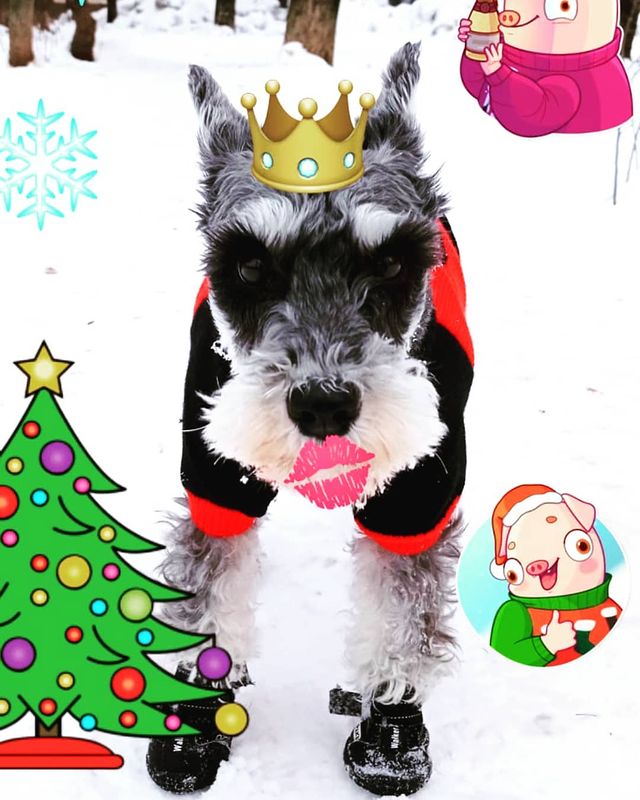 tsygankova_olga_ в LOOKY. #псинабалерина,#всемсчастья. С наступающим! 
Друз...