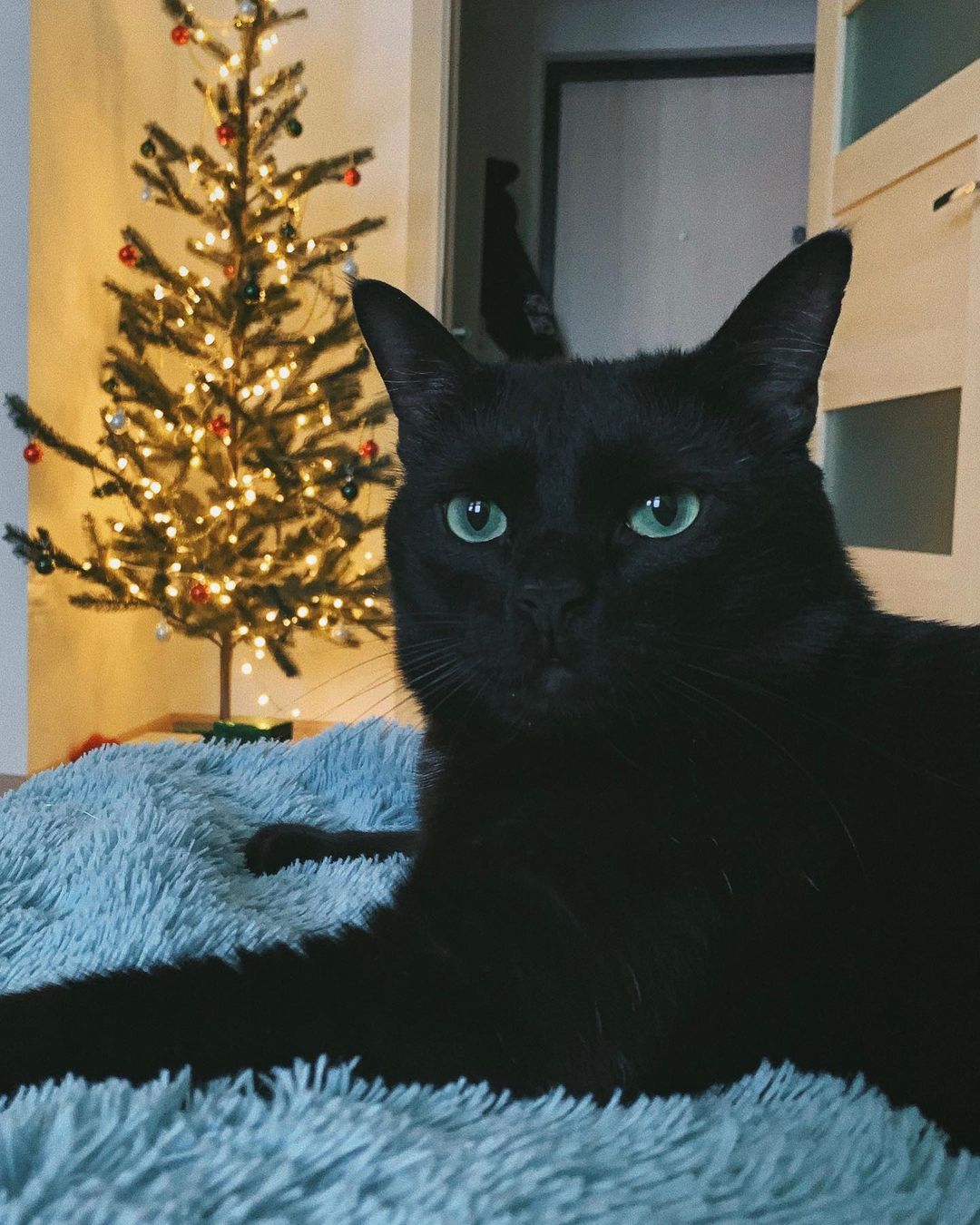 sadeyes_xx в LOOKY — новогодний котик 🖤