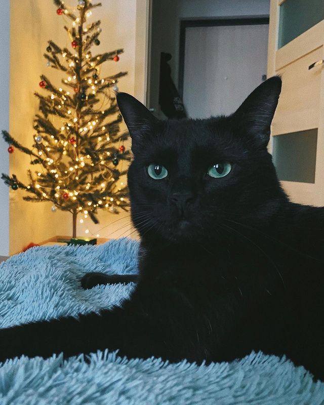 sadeyes_xx в LOOKY. . новогодний котик 🖤