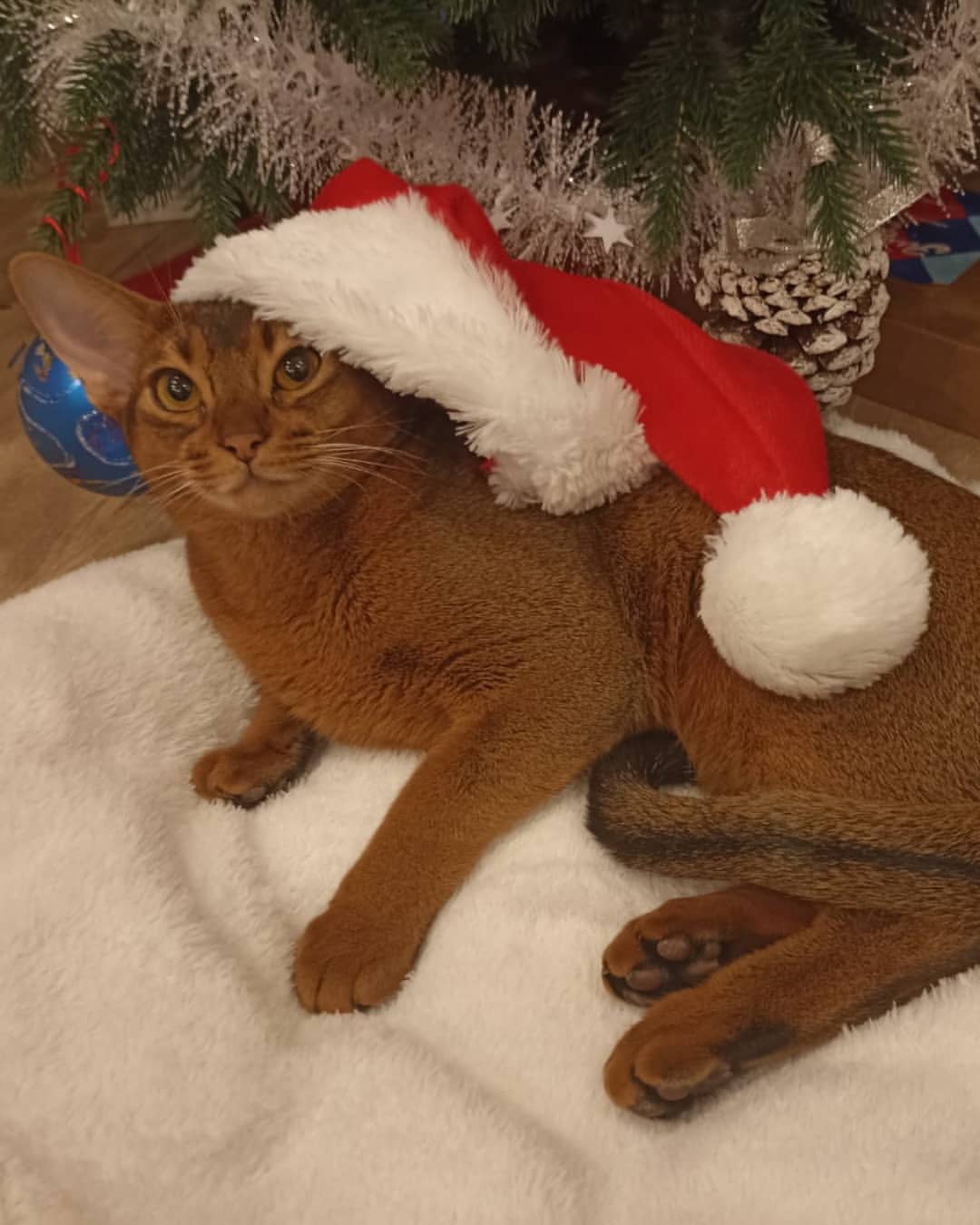 abyssinian_wildaby в LOOKY — фото 5