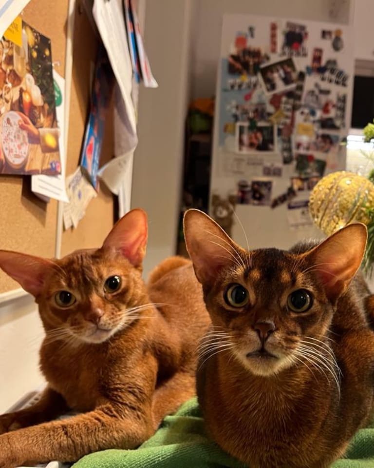 abyssinian_wildaby в LOOKY — фото 7