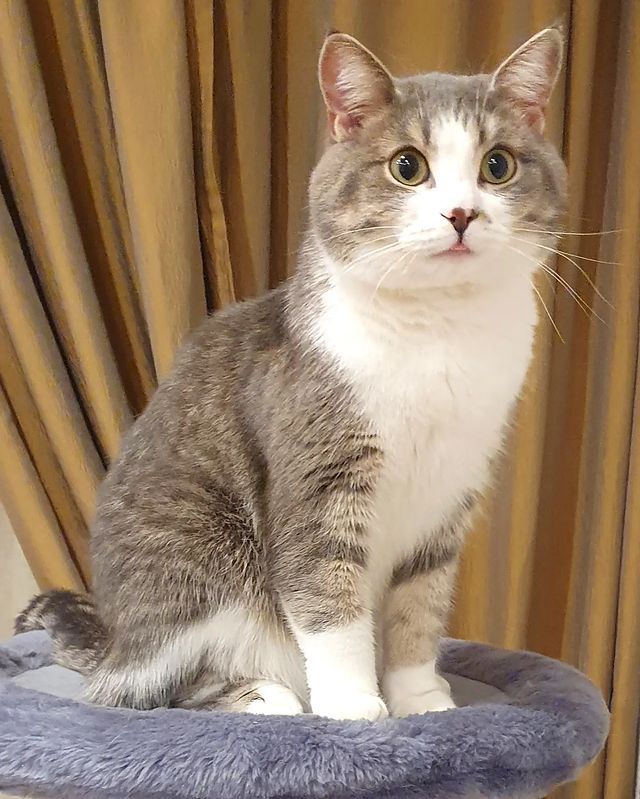it.kotik в LOOKY. #коттихон. Никаких обыкновенных...
