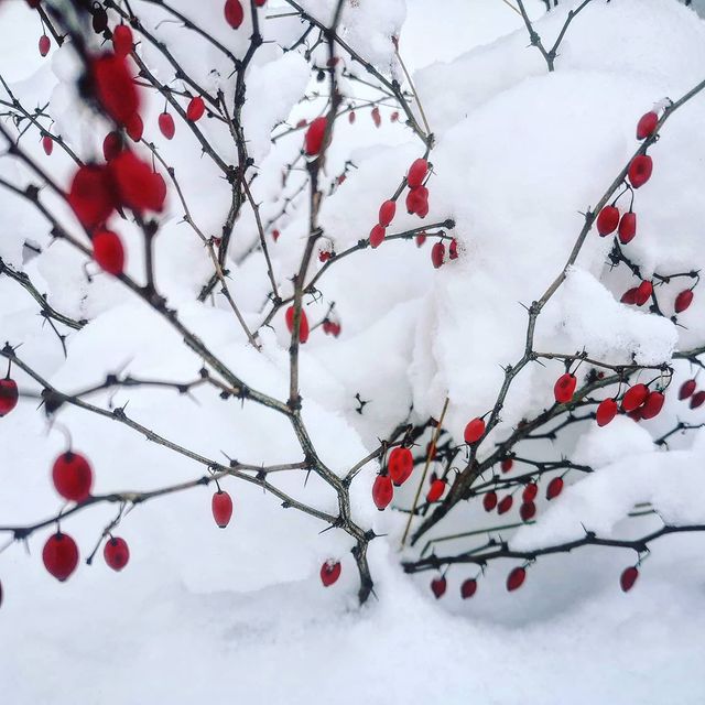 s.e_len_a в LOOKY. . null