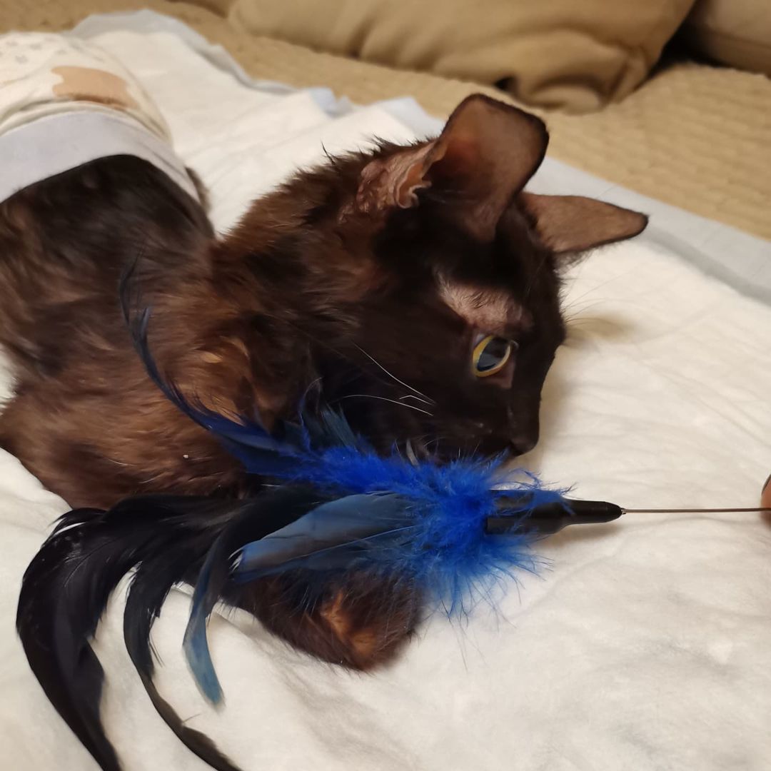 kosichka_fip в LOOKY — фото 3