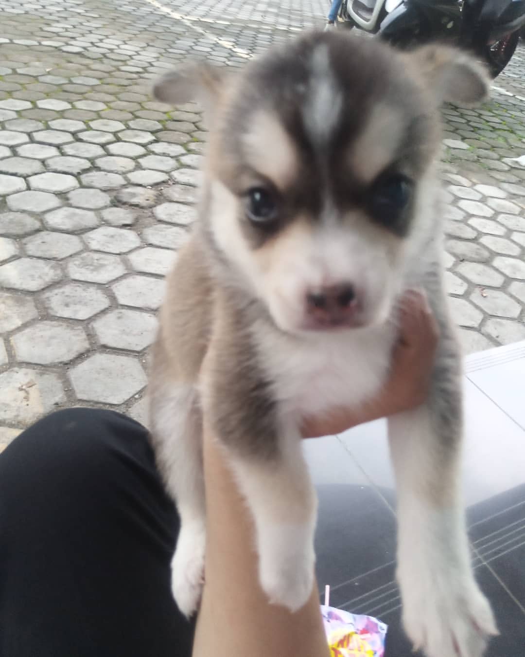 cross_hans_antoni in LOOKY. . Anakan Husky + mini ...