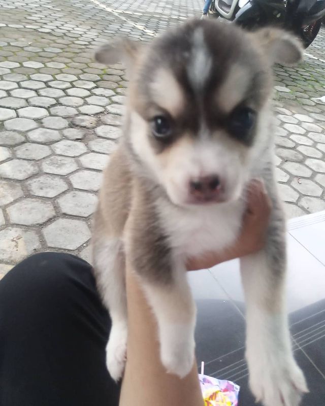 cross_hans_antoni в LOOKY. . Anakan Husky + mini ...