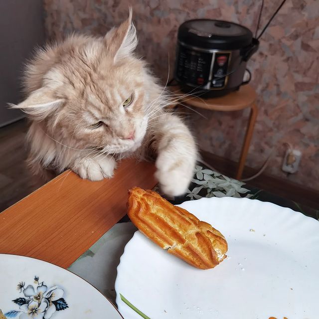 heimdallrcoon в LOOKY. #котхеймдалль,#котики,#тыринг,#maincoon,#cat,#mainecoons,#instacat,#mainecooncat. Так так так, что тут...