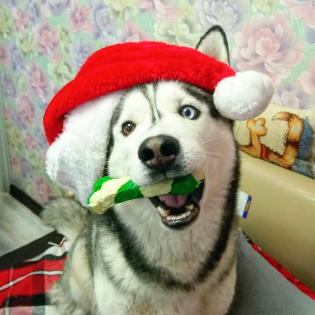 alx_nvsk в LOOKY. #husky,#huskiesofinstagram,#huskies,#siberian,#snowdog,#thehuskylove_feature,#huskigram_,#huskiesofig,#my_husky,#siberianhuskies,#justhuskies,#husky,#siberianhusky,#huskylove,#huskypuppy,#greyhusky,#huskygram,#huskylife,#huskyphotography,#allthingshusky,#huskyofinstagram,#huskysiberiano,#huskyworld,#ersathemetalhusky,#huskydog,#huskyoftheday,#lovehusky2021,#ericthemetalhusky,#волчарашерстяной. Новогодние вкусняшки...
