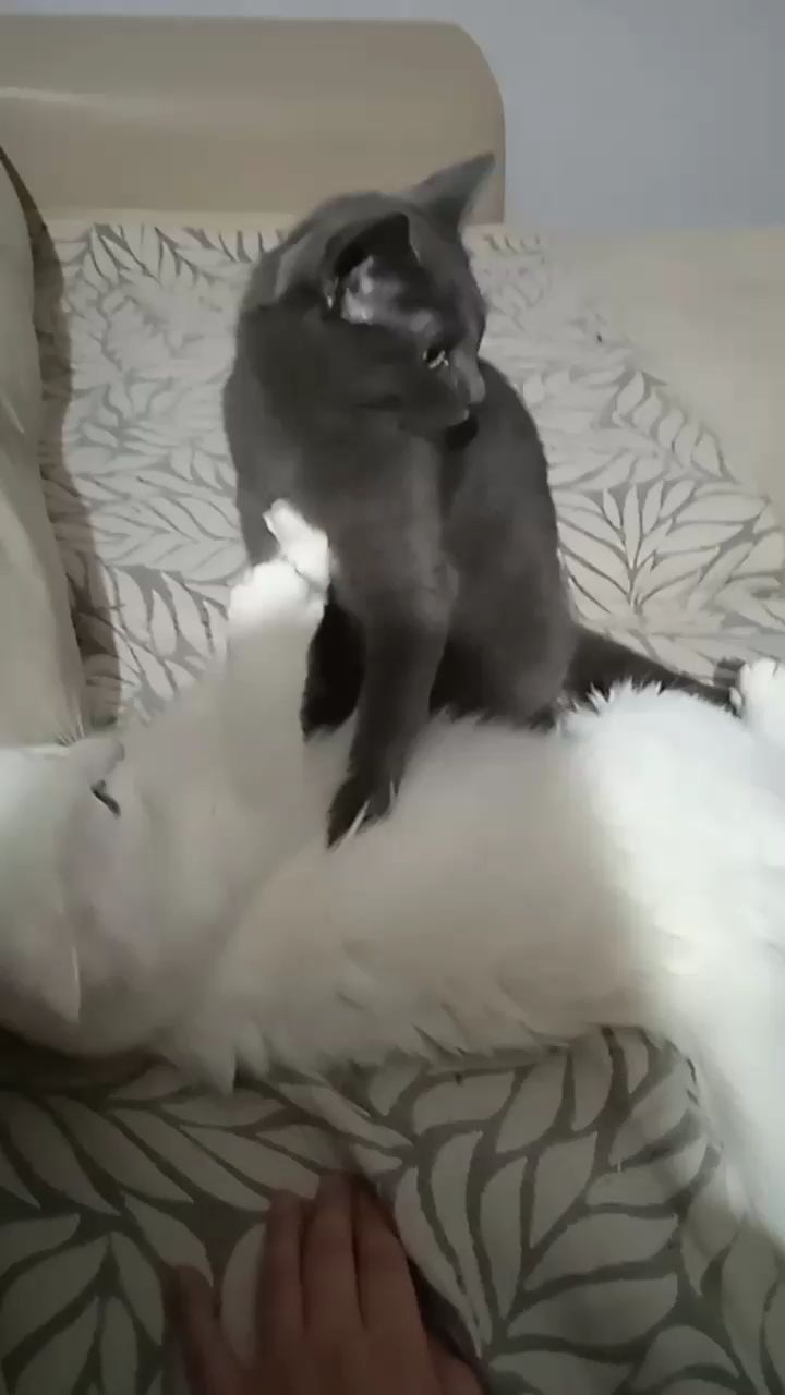 kseniyabryanceva в LOOKY. . 🤣🤣🤣🤣