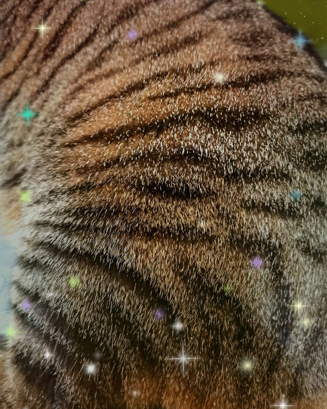 mycatgrooming in LOOKY. #новыйгод2022,#годтигра,#кошки,#котики,#черныйтигровыйтабби,#happynewyear,#blackmackereltabby. Хотя год Тигра форма...