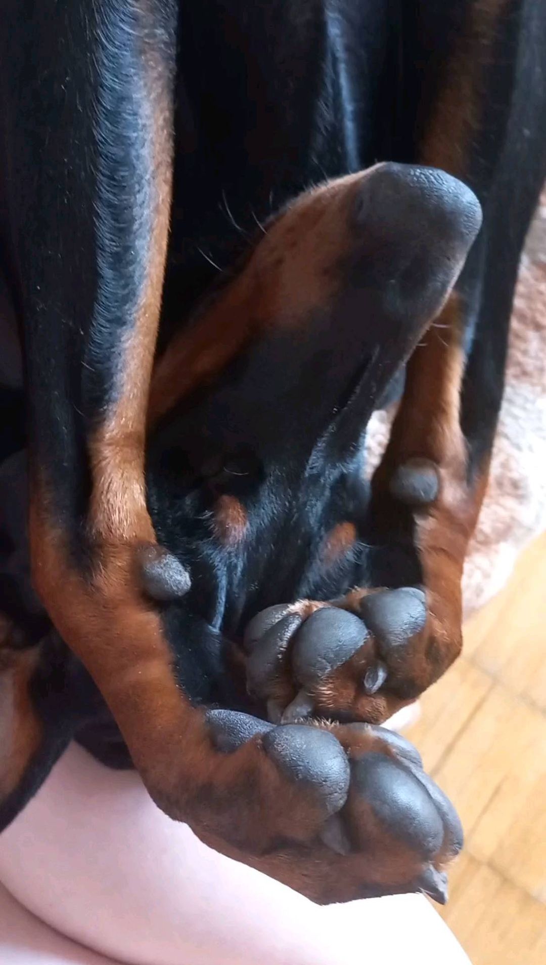 galkina0610 в LOOKY. #доберманыроссии,#добермания,#dönerlove,#dobermann,#страна,#зима2022,#новыйгод2022🌲🎅,#семьямоя,#люблю,#собакалучшийдругчеловека,#любимые. Ну красотка же, не п...