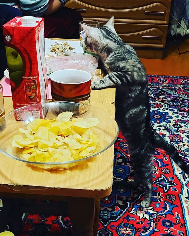 anyuta.sheremeta в LOOKY. #ачтоэтотамувас. #ачтоэтотамувас🐈‍⬛