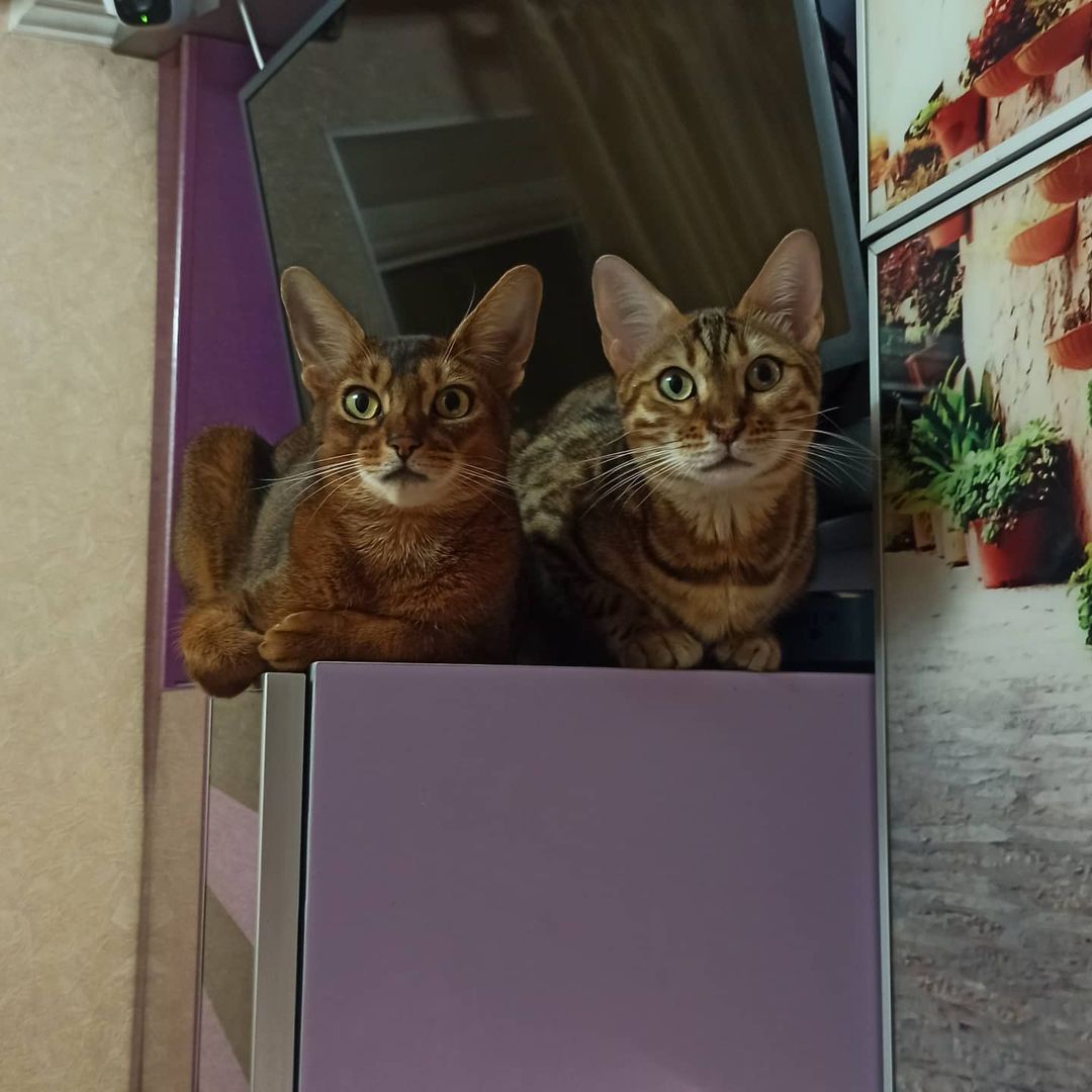 littlerat1 в LOOKY — Когда решили кормить не три раза в день, а два... Мама, ну ч
