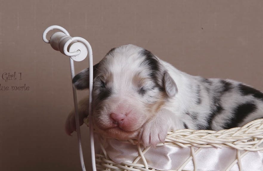 iz_doma_korolevoi_kennel в LOOKY — фото 2