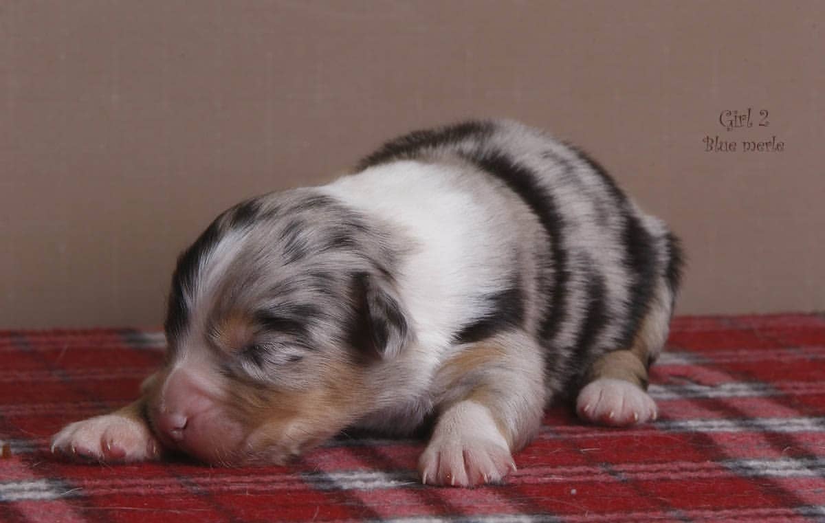 iz_doma_korolevoi_kennel в LOOKY — фото 10