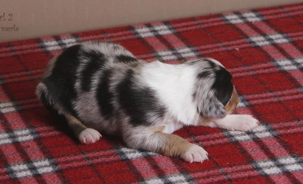 iz_doma_korolevoi_kennel в LOOKY — фото 4