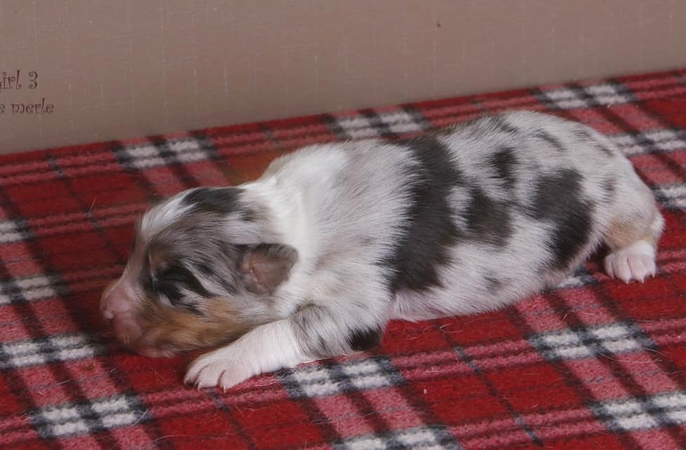 iz_doma_korolevoi_kennel в LOOKY — фото 5