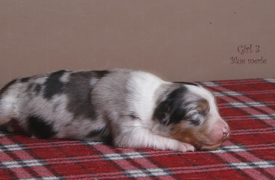 iz_doma_korolevoi_kennel в LOOKY — фото 4