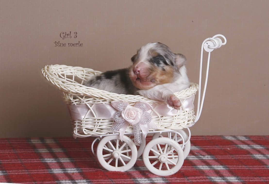 iz_doma_korolevoi_kennel в LOOKY — фото 2