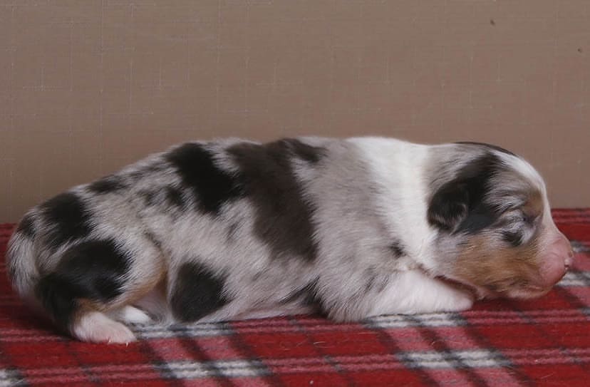 iz_doma_korolevoi_kennel в LOOKY — фото 6