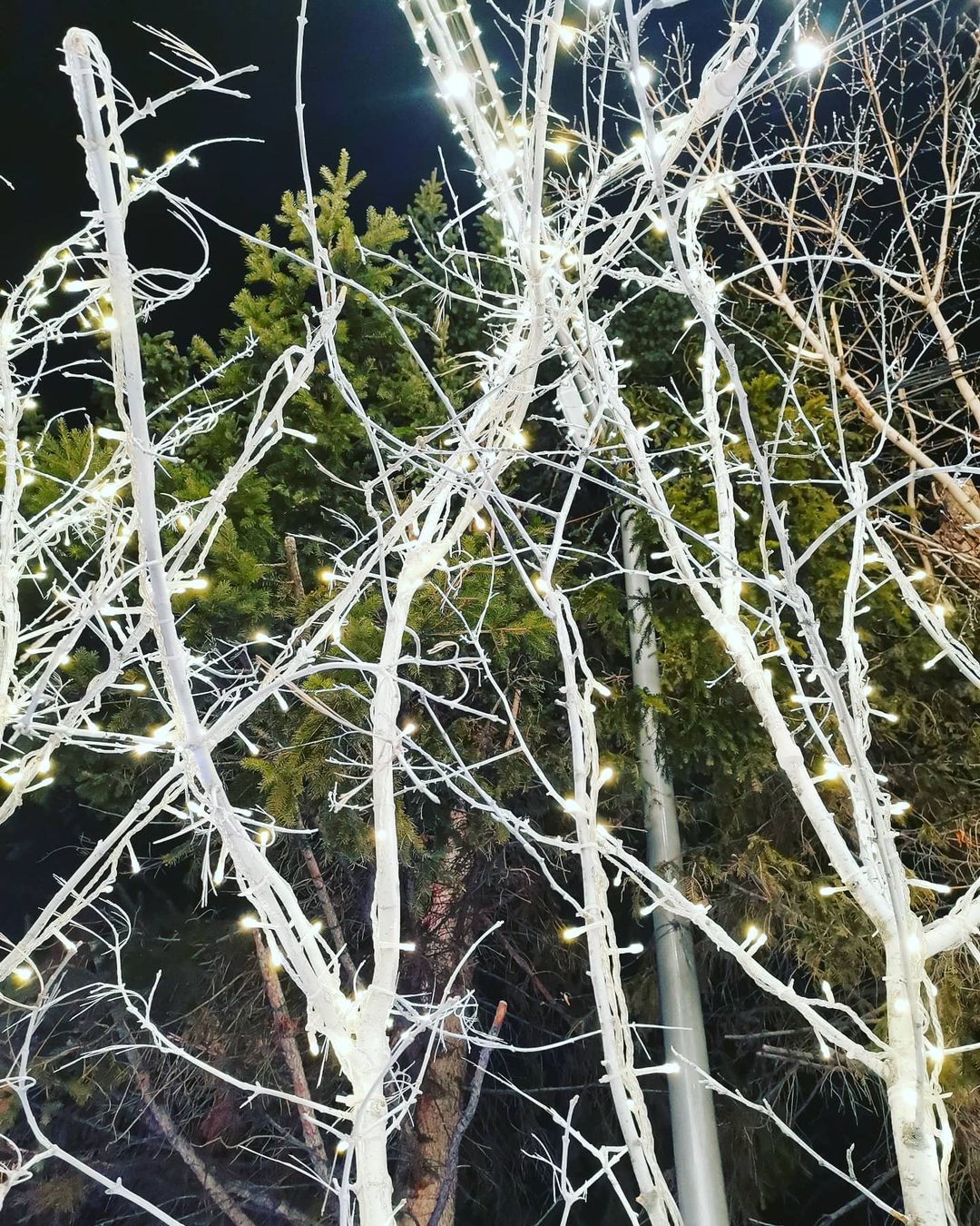 c_schwarz__ в LOOKY — 🌲✨