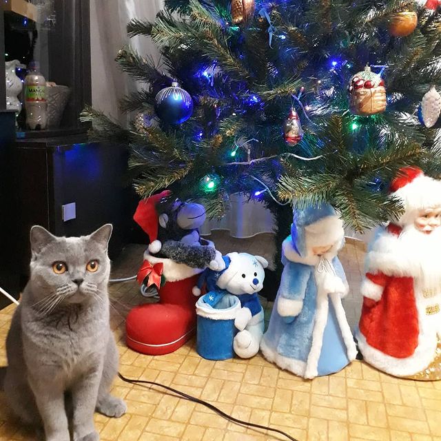 cat_musia_star_and_sima в LOOKY. #рождество,#срождеством,#муся,#кошкамуся,#котыикошки,#котомир,#друзья,#котодрузья,#безкотаижизньнета,#котикитакиекотики,#праздник,#фотокошек,#catmusya,#catphoto,#cats,#catsuit,#friendscat,#scottishcat,#merrychristmas,#happynewyear,#instacat,#catsofinstagram. 🎄 С РОЖДЕСТВОМ! 🎄
...