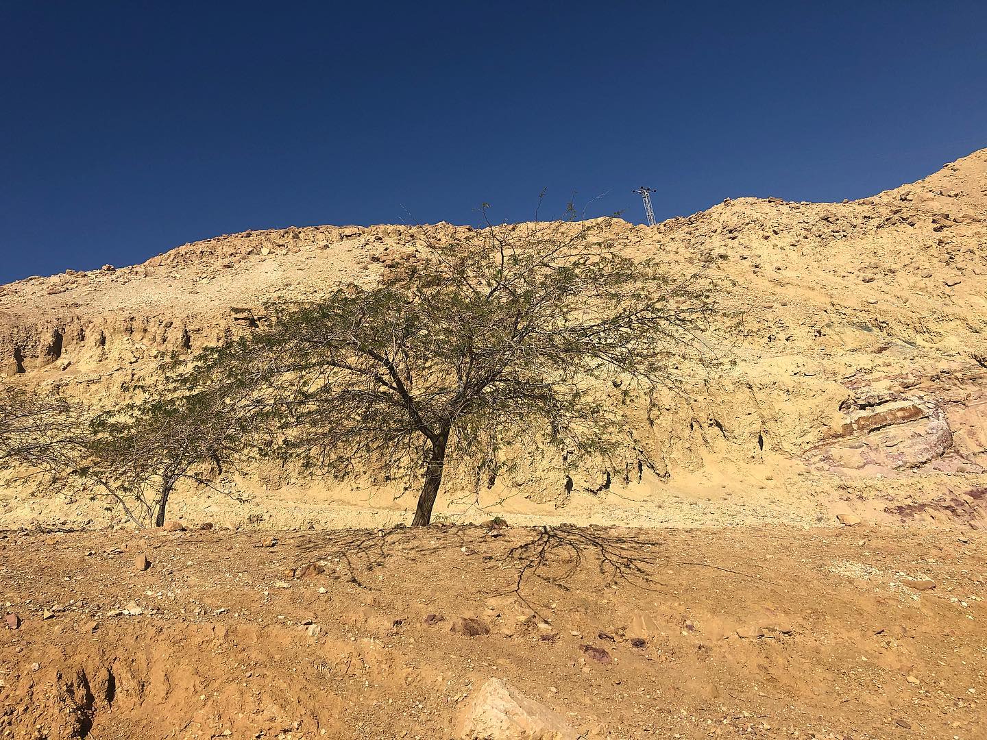 evgenia.rosl in LOOKY. #jordan,#jordans,#tree,#trees,#naturephotography,#nature,#naturelovers,#instagood. #jordan #jordans #tr...