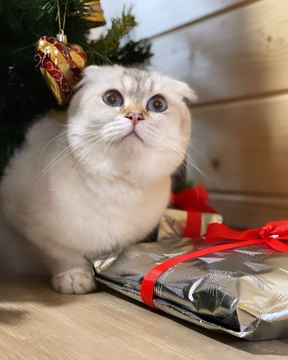 ___lucky__cat___ в LOOKY — Мурррвет, друзья!❤️ Поздравляем вас с Рождеством!🎄

Желаем 