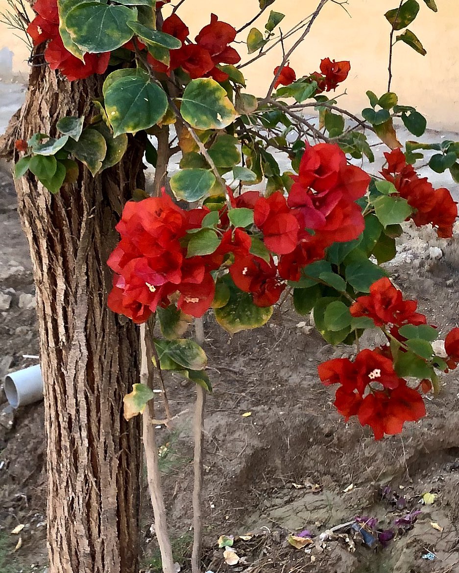 evgenia.rosl in LOOKY. #flowers,#flowerstagram,#flower,#blau,#red,#flora,#nature,#naturephotography,#naturelovers,#instagram. #flowers #flowerstag...