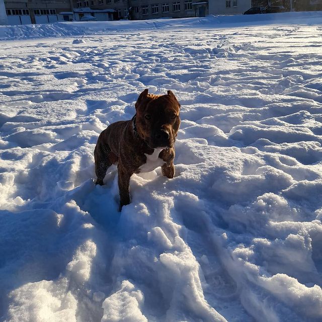 amstaff.beyli в LOOKY. #Стафф,#зима2021,#кострома44. #Стафф #зима2021 #ко...