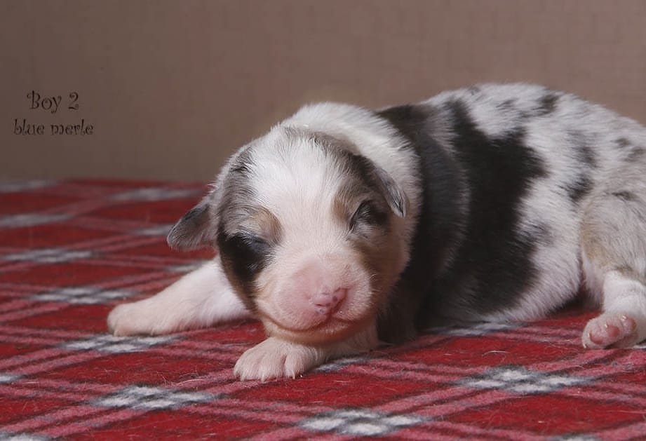 iz_doma_korolevoi_kennel в LOOKY — фото 6