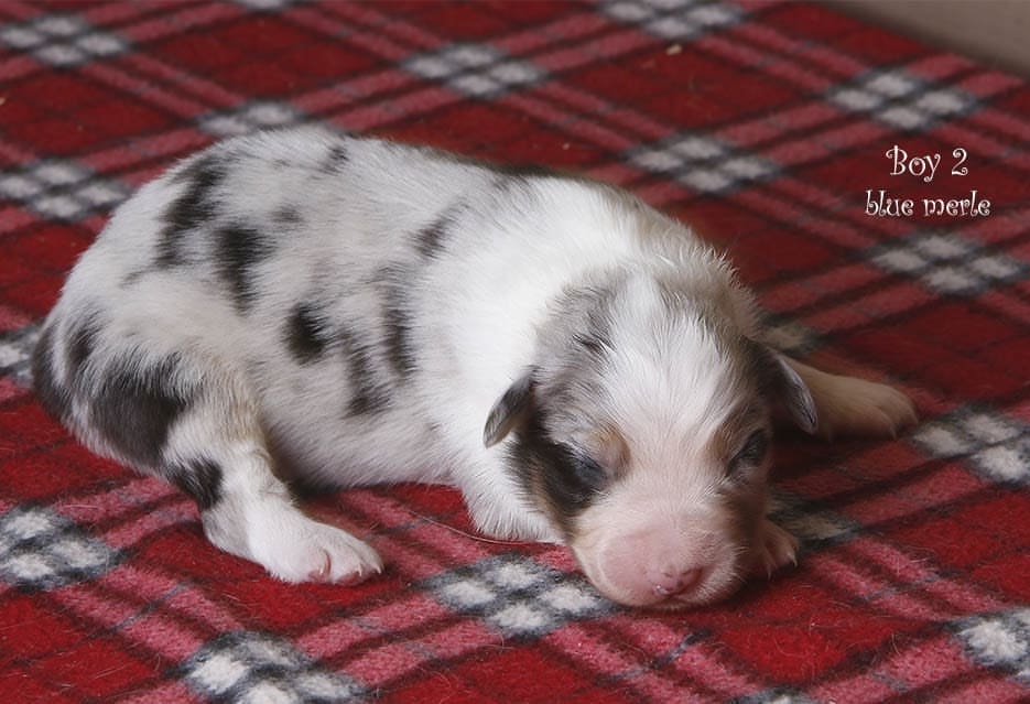 iz_doma_korolevoi_kennel в LOOKY — фото 2